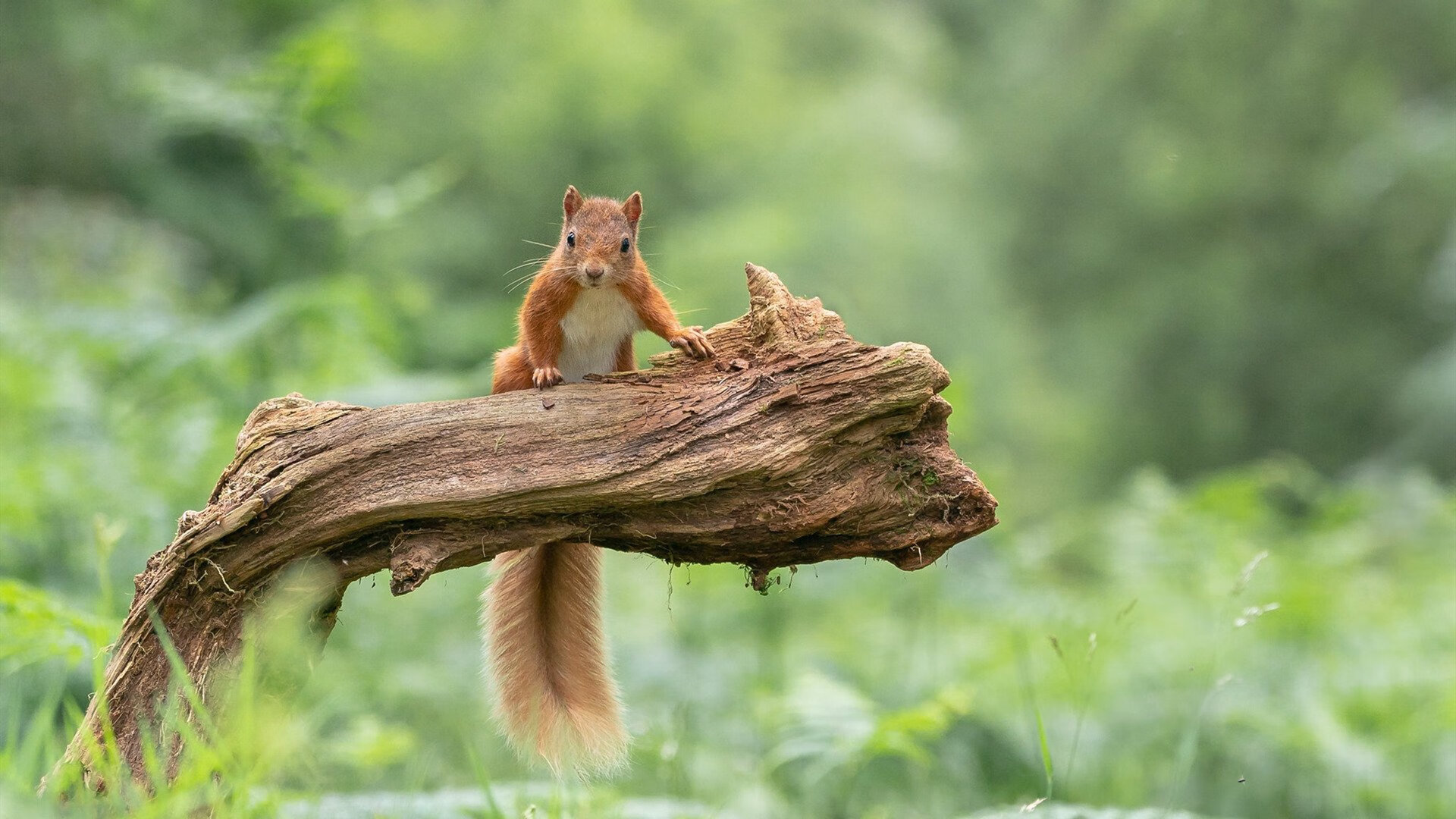 全球焦点:世俱杯收官战,冠军花落谁家?,世俱杯 冠军