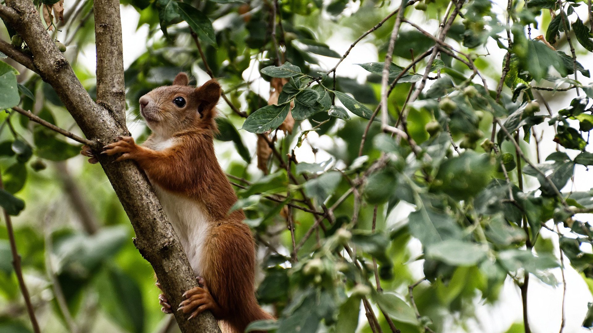 CBA战术风格为何趋同化严重，cba战术风格为何趋同化严重呢