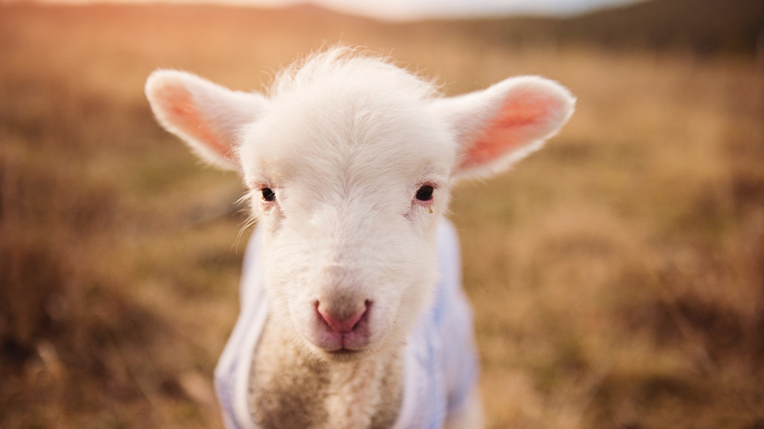 丹·卡特：通过精准传球与战略眼光，重塑全黑队进攻模式，丹特巅峰水平