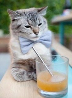 国王宣布球队核心轮休调整阵容结构,国王队球衣变迁史