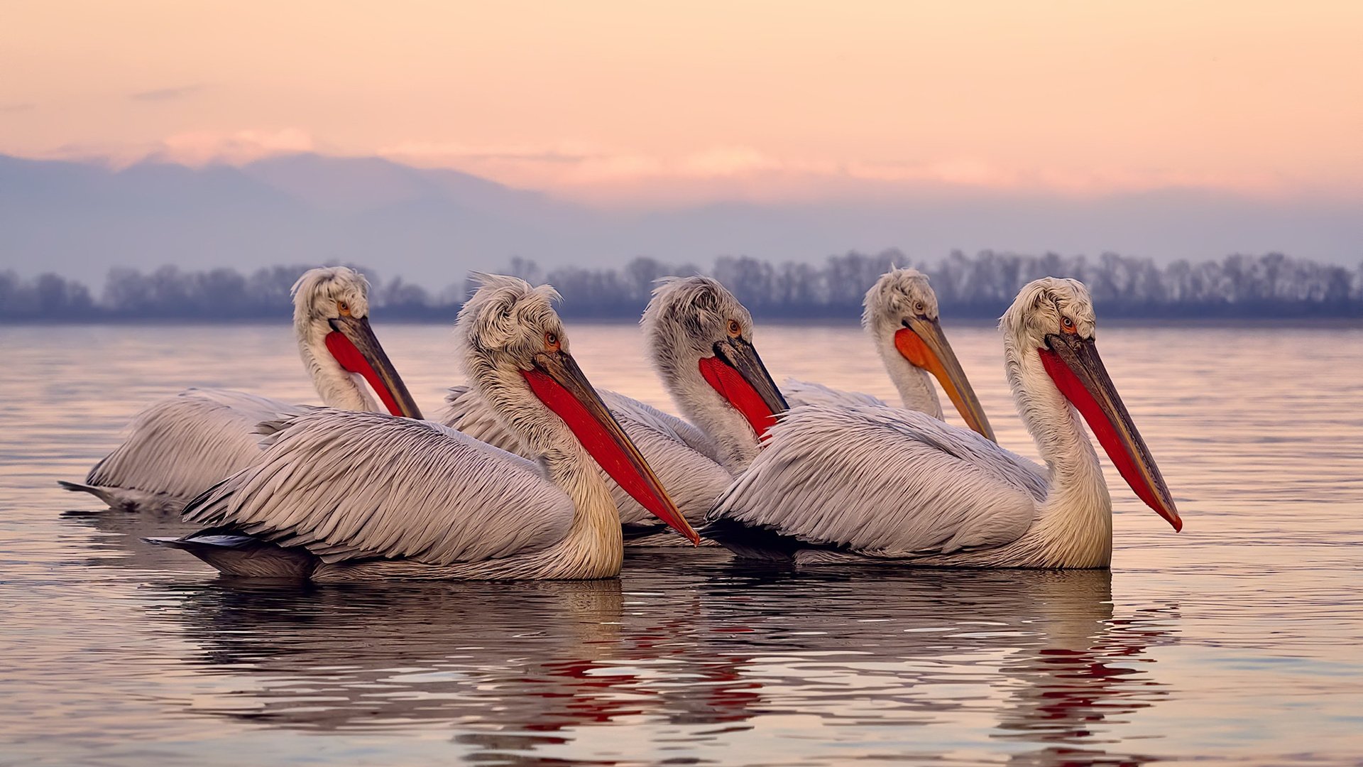 开云体育下载-希腊男篮在世界大赛中表现稳健，争夺奖牌