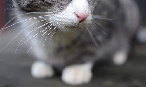 张雨霏状态回升世界大赛目标明确,张雨霏打破世界纪录了吗
