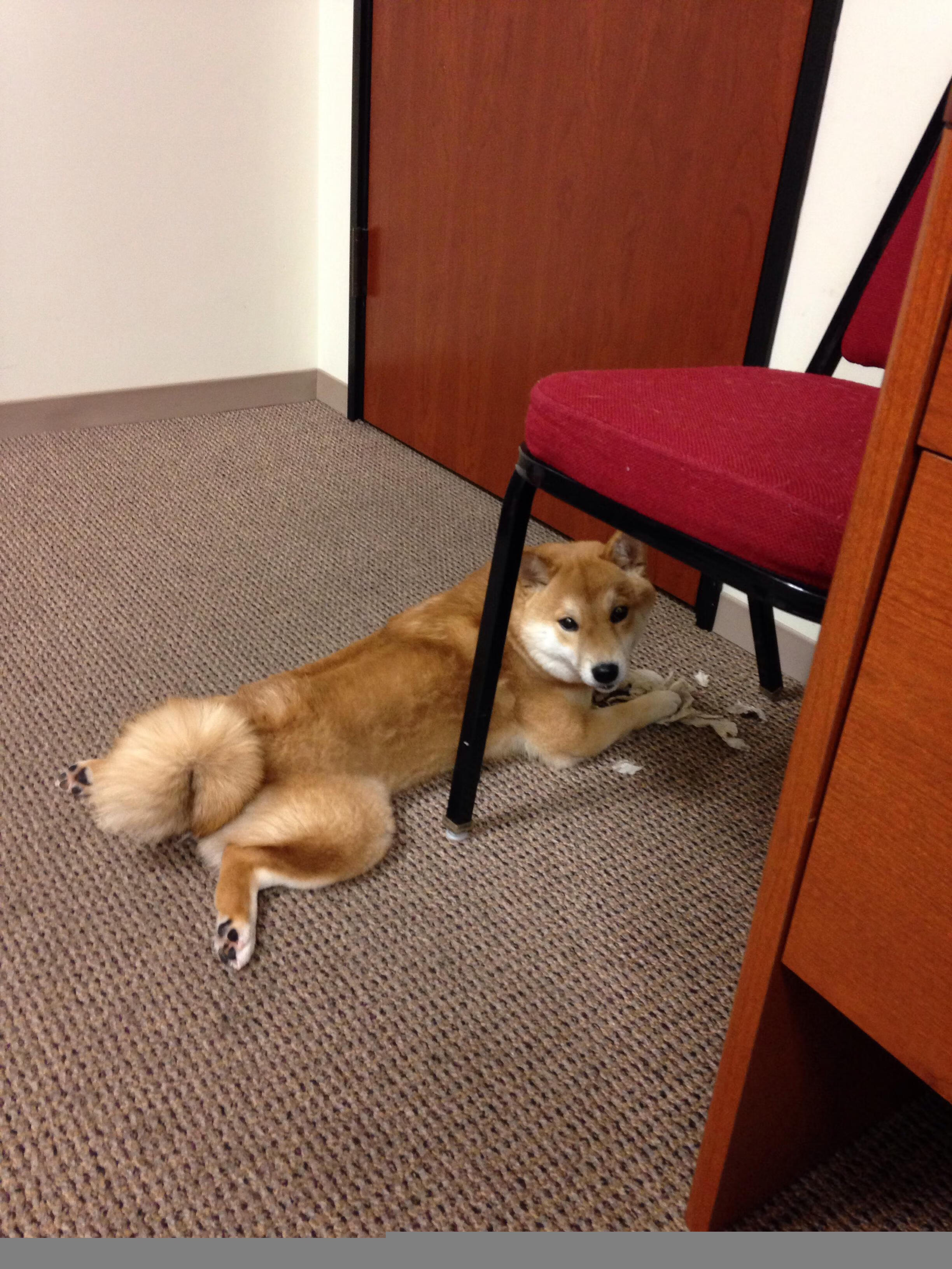 开云体育在线官网-朱婷携手品牌参与公益校园计划，朱婷做了哪些慈善