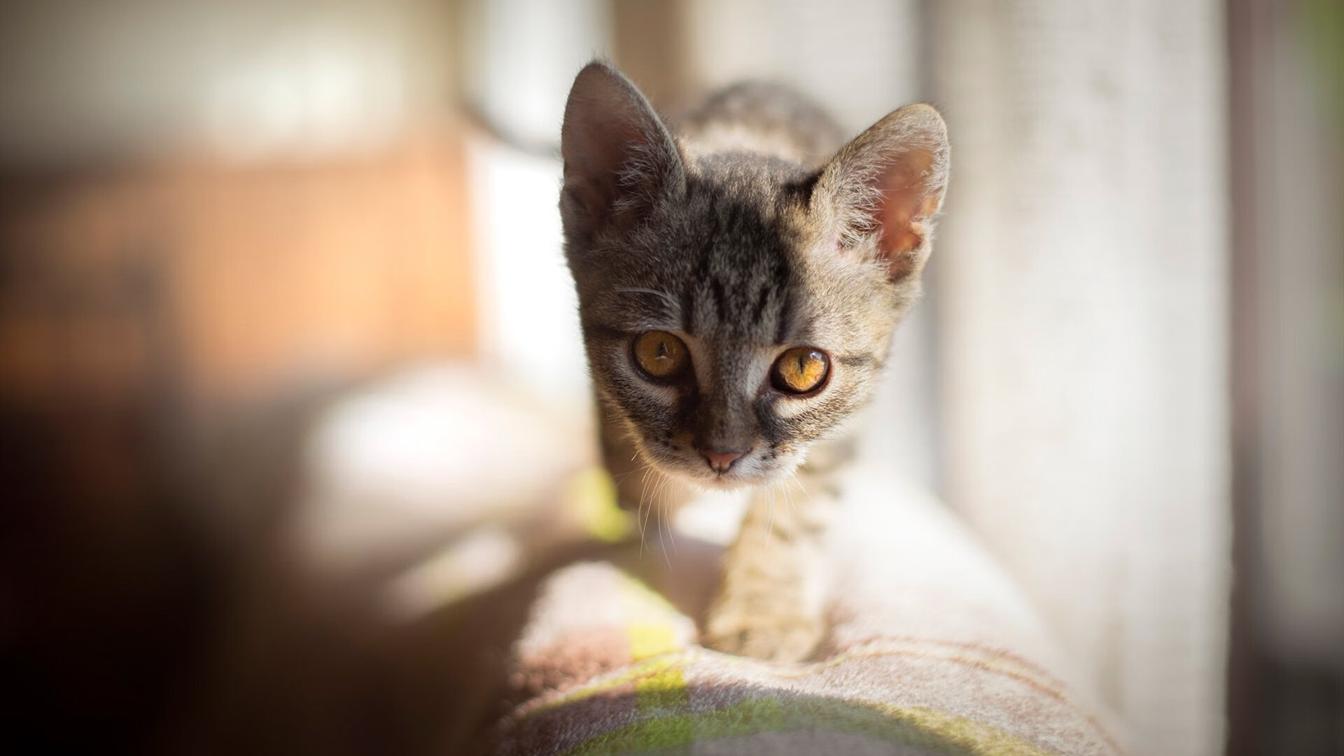 波兰水球攻防转换效率高,波兰水球攻防转换效率高还是低