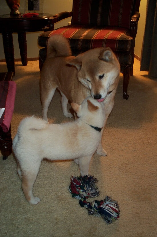 混合泳选手吉尔吉斯斯坦稳定输出高分,吉尔吉斯斯坦游泳运动员