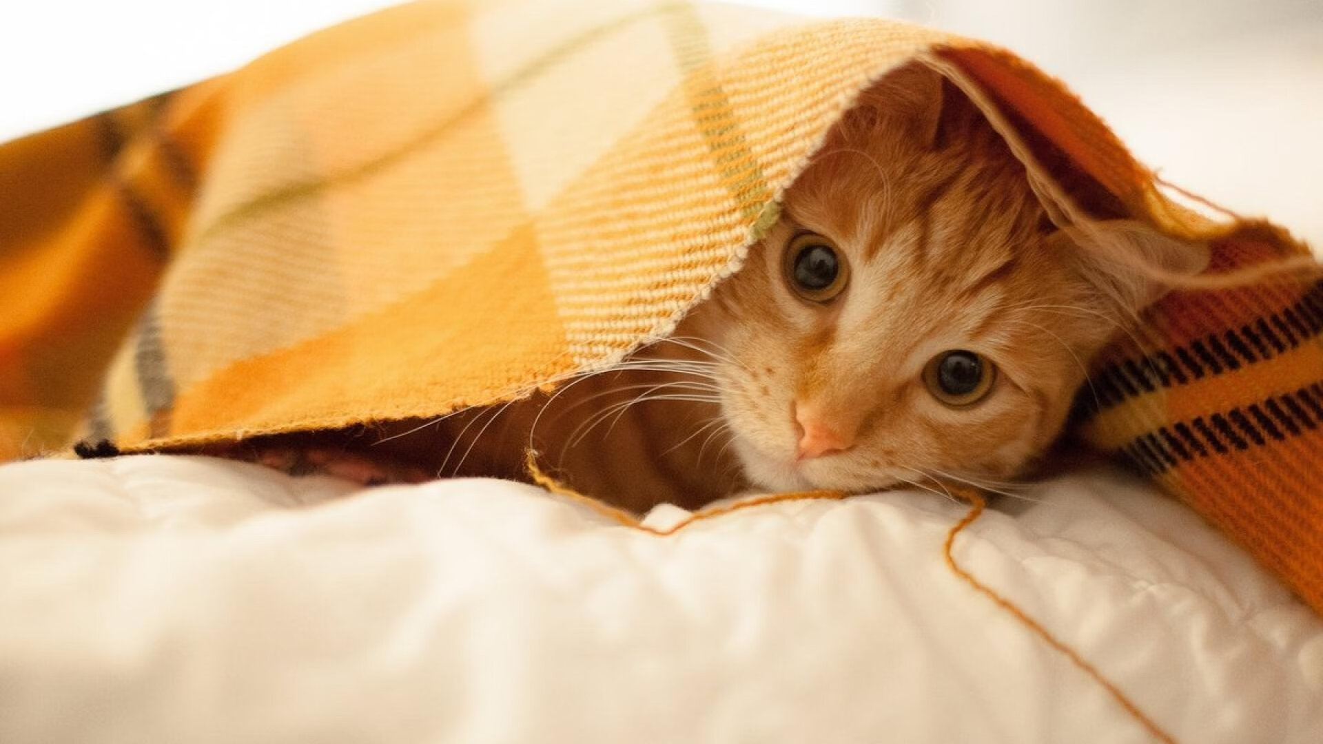 足球球迷文化节举办丰富线下互动内容,足球主题暖场活动